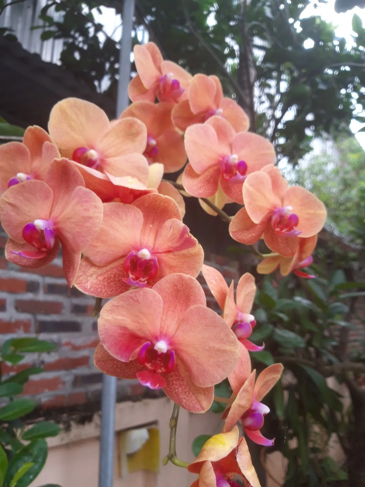 Ảnh Nhà Nghỉ Hoa Hồng