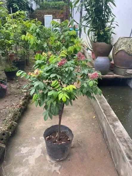 khế chua khế ngọt trồng chậu ăn,nấu canh chua – ảnh 1/1